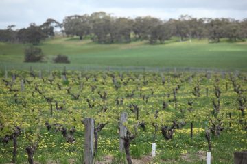 Australia, Barossa Valley Australia, Barossa Valley